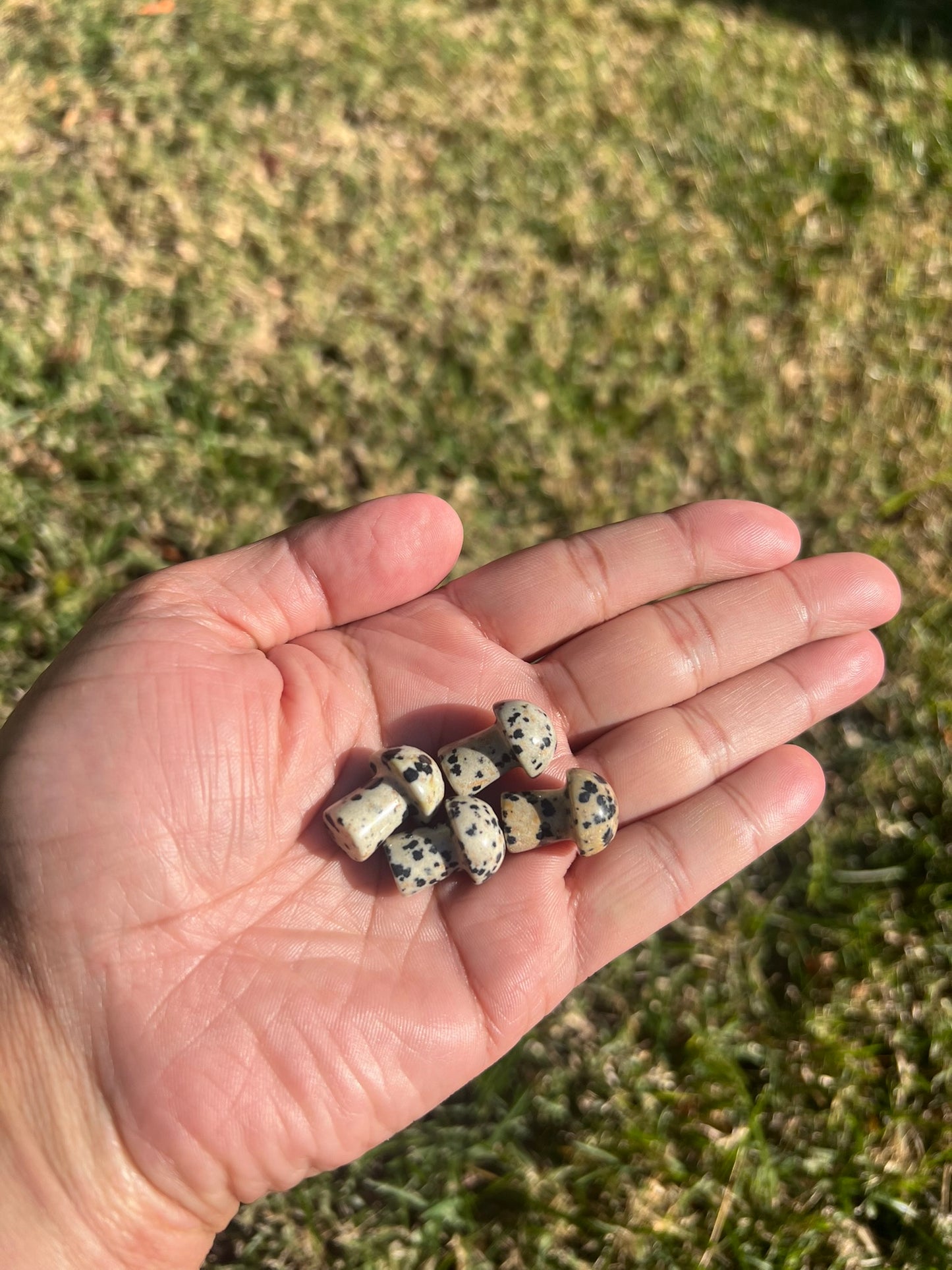 Unleash Your Inner Child with a Dalmatian Jasper Mini Mushroom πΎπ
