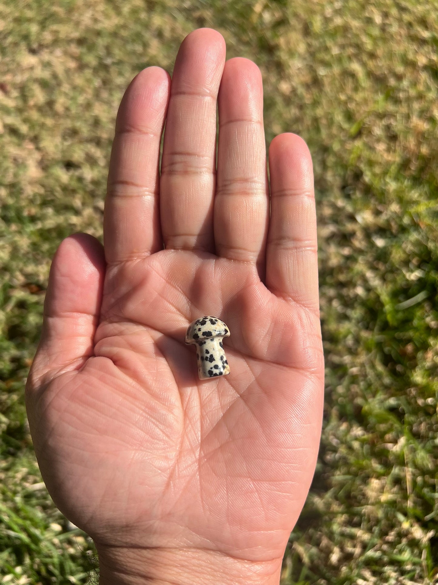 Unleash Your Inner Child with a Dalmatian Jasper Mini Mushroom πΎπ