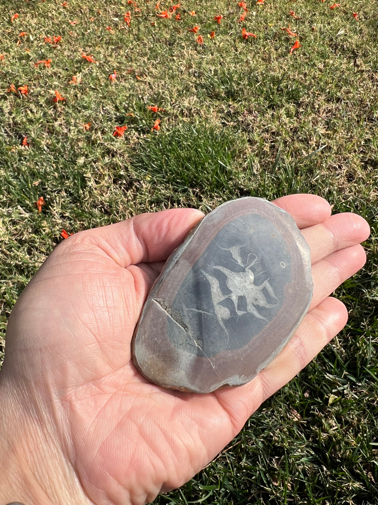 ✨ Unleash Your Inner Power with a Septarian Stone Plate✨