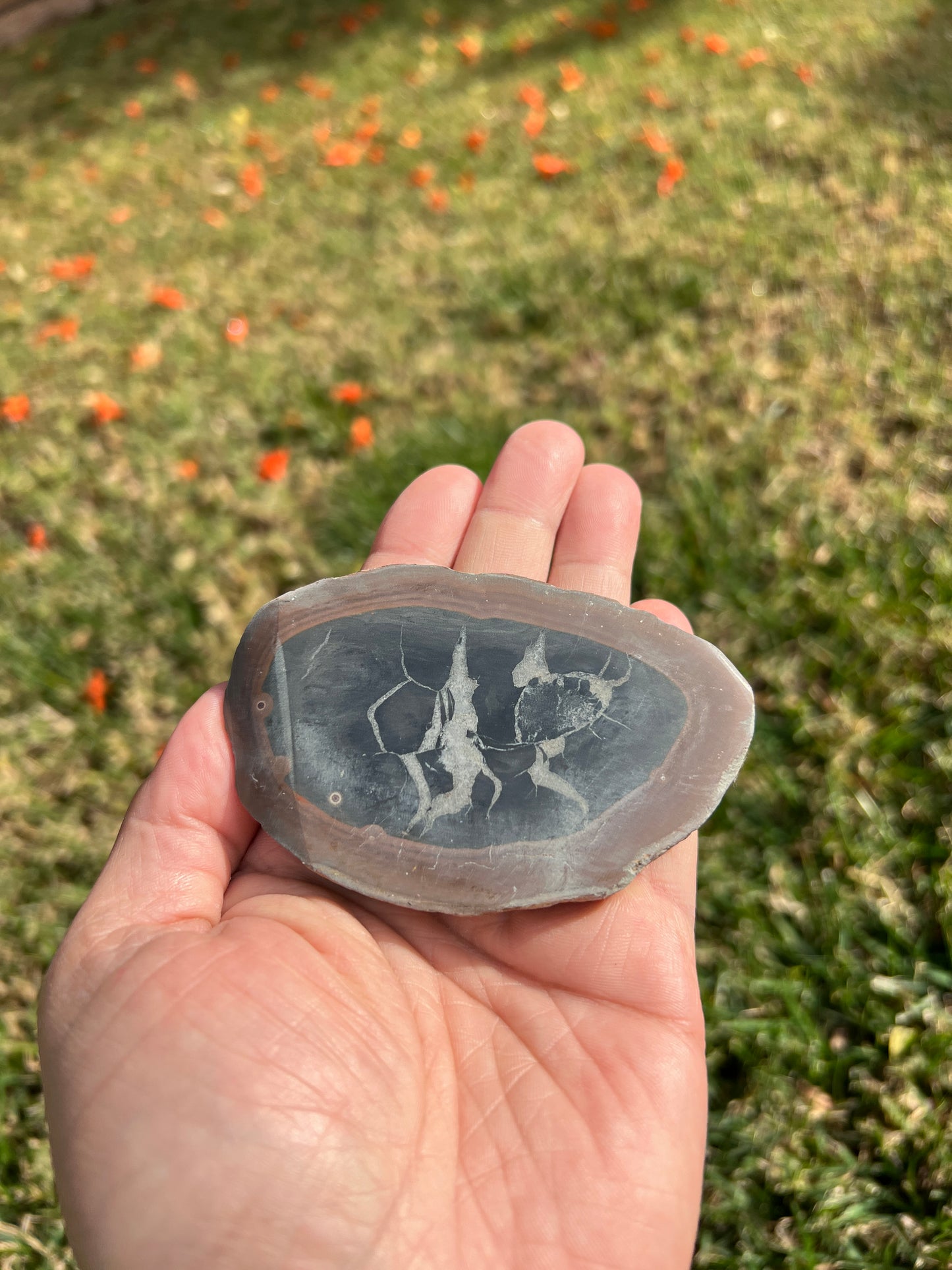 ✨ Unleash Your Inner Power with a Septarian Stone Plate✨