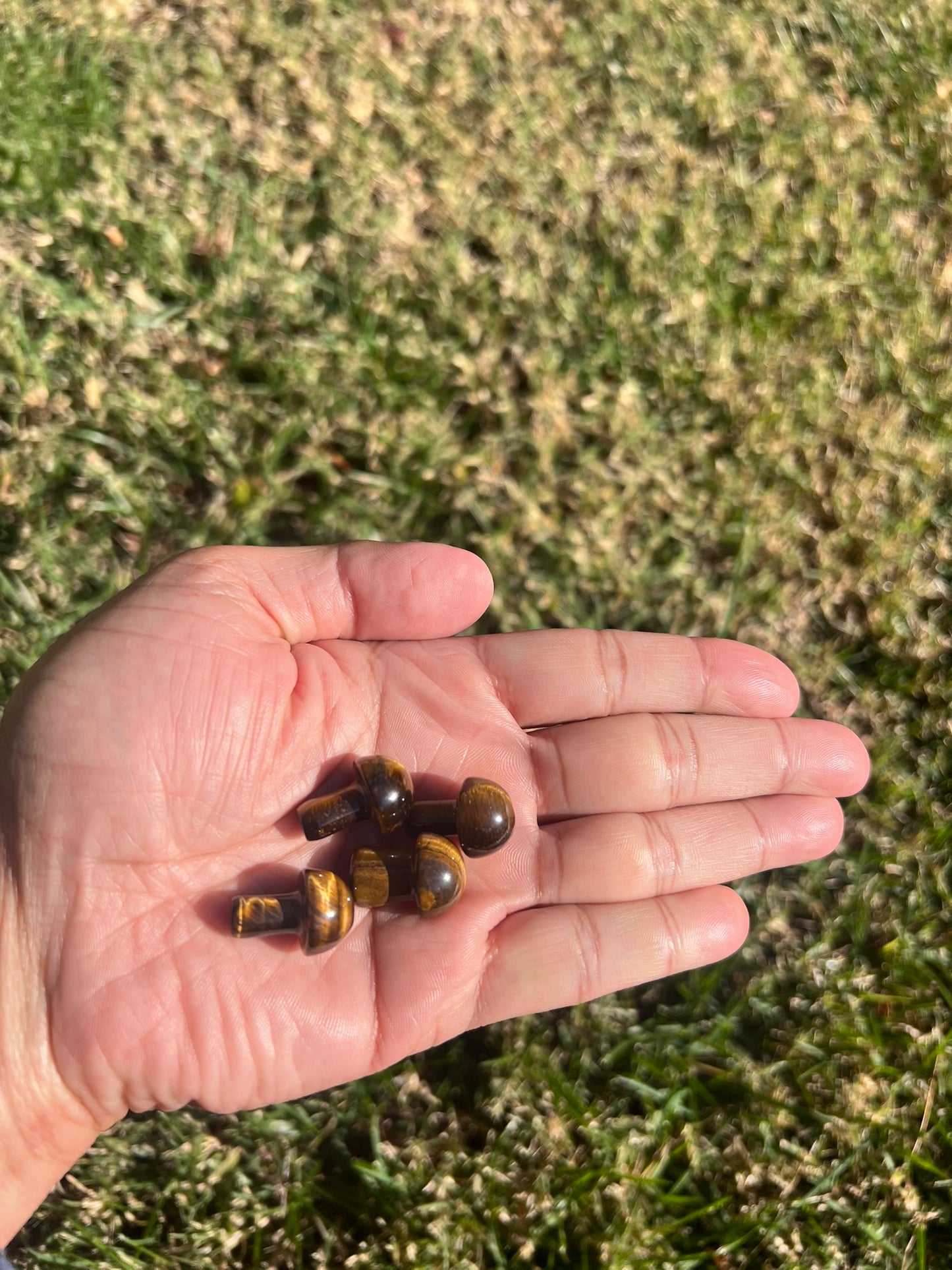 Unleash Your Inner Strength with a Tiger's Eye Mini Mushroom from Africa š
š